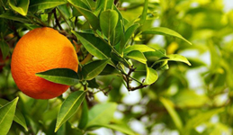 alberi_da_frutta